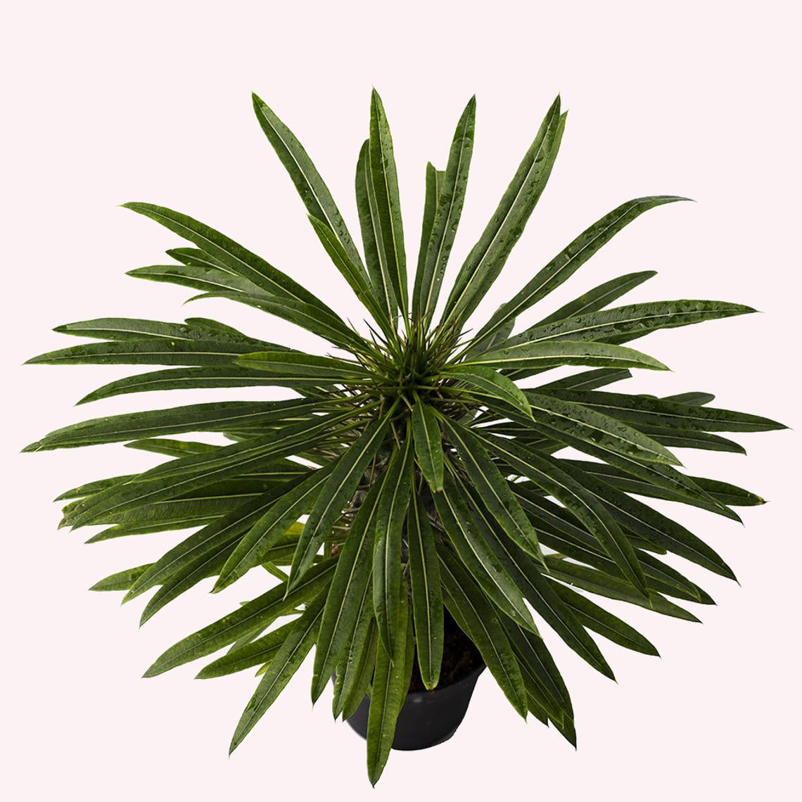 Madagascar Palm leaves.