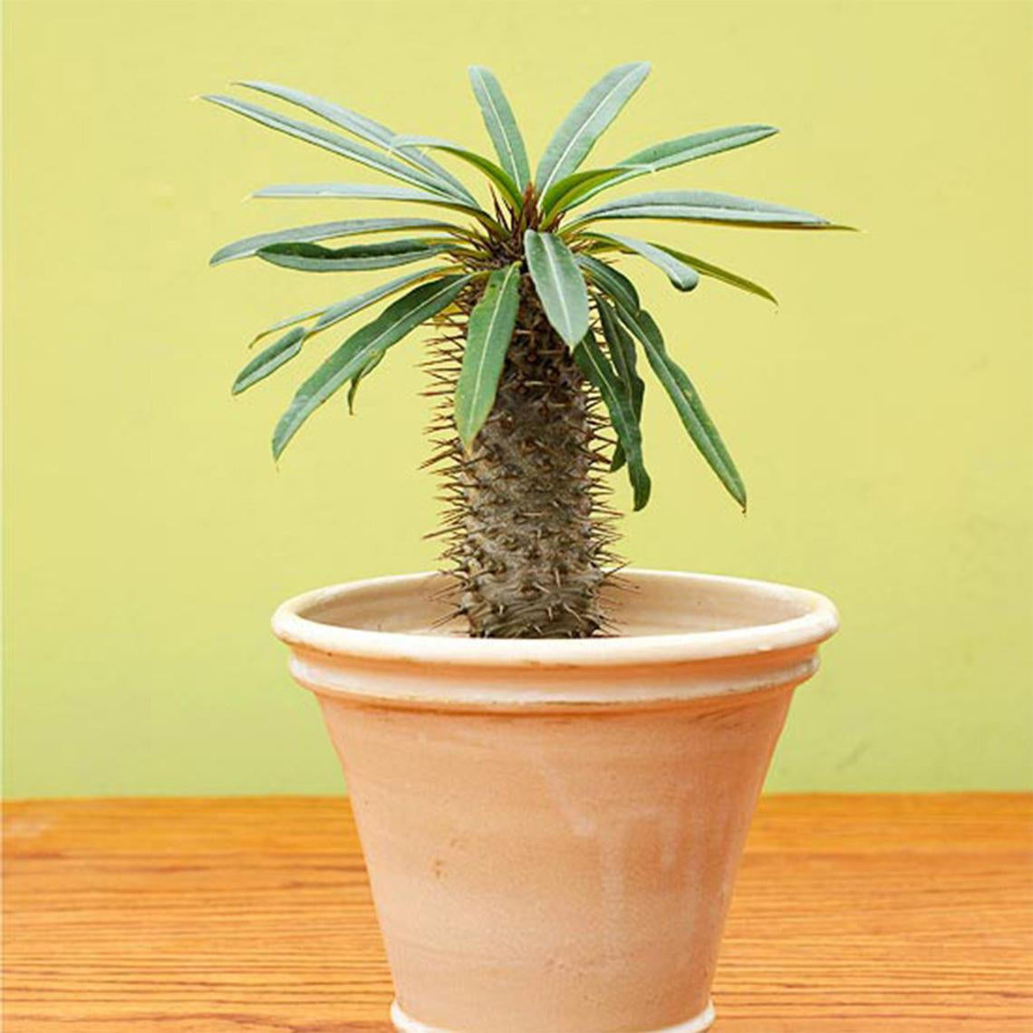 Madagascar Palm in a terracotta planter.