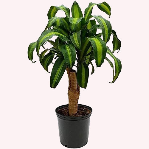 dracaena fragrans cane Dracaena Mass Cane Stump, 6" Pot
