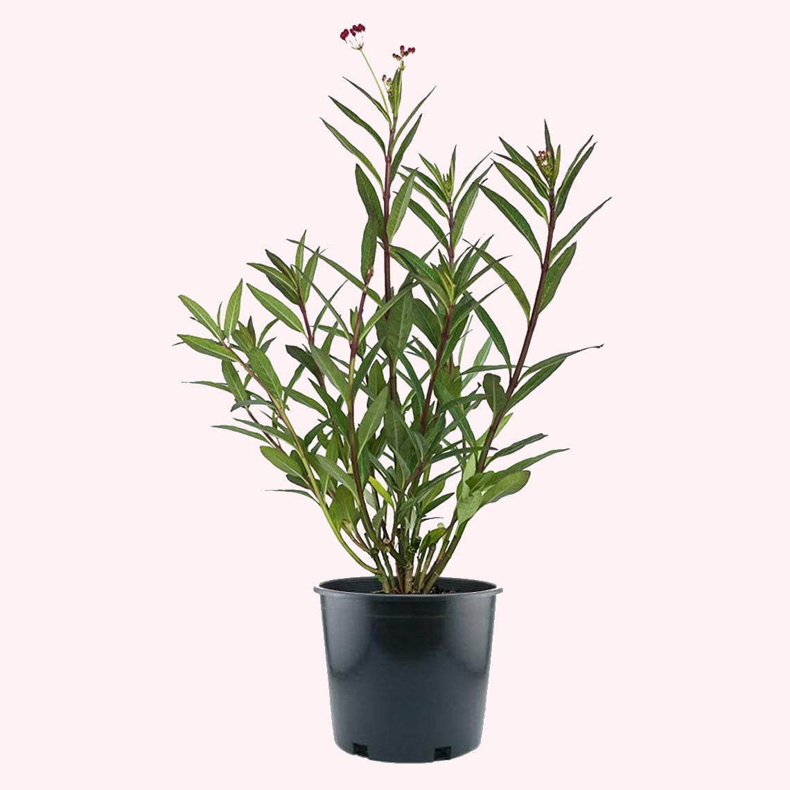 Milkweed in a 6" pot.