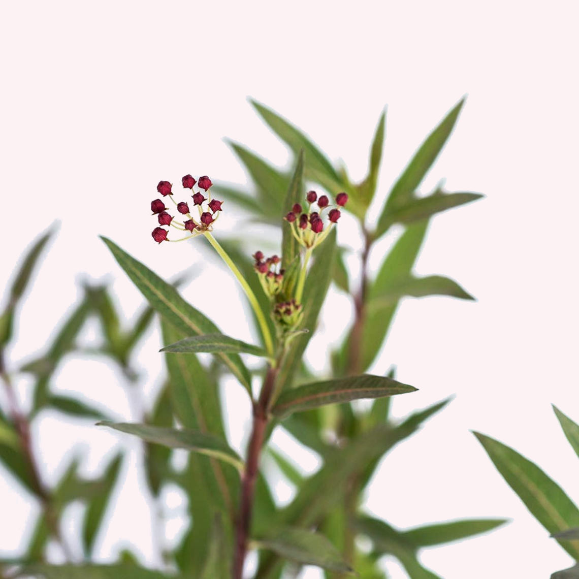 Milkweed blooms.
