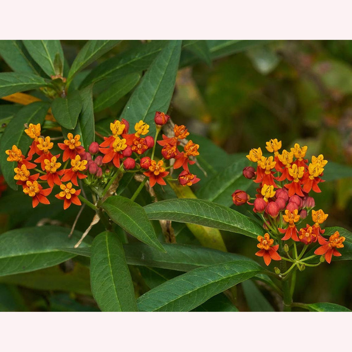 Milkweed blooms.
