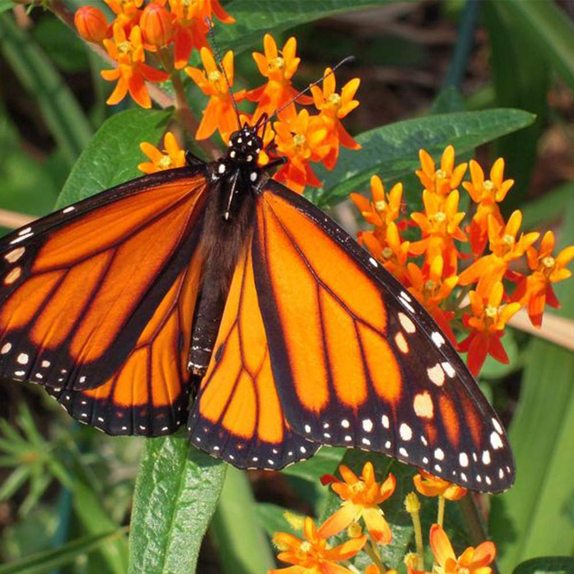 Butterfly on Milkweed.