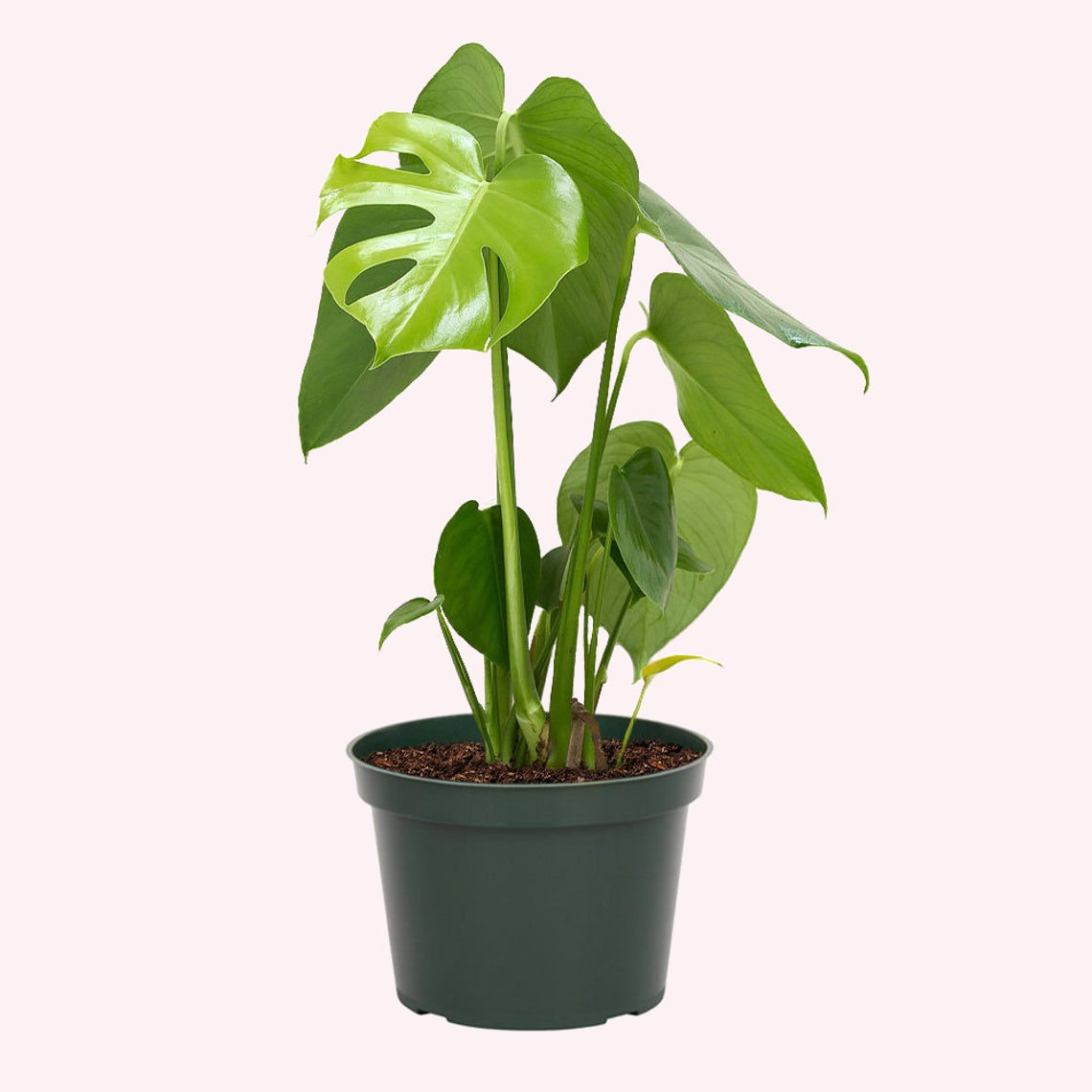 Monstera Deliciosa in a 6" pot.