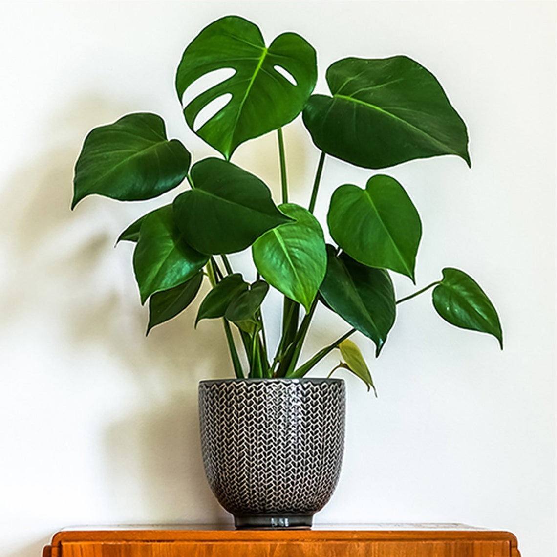 Monstera Deliciosa in a 6" planter.