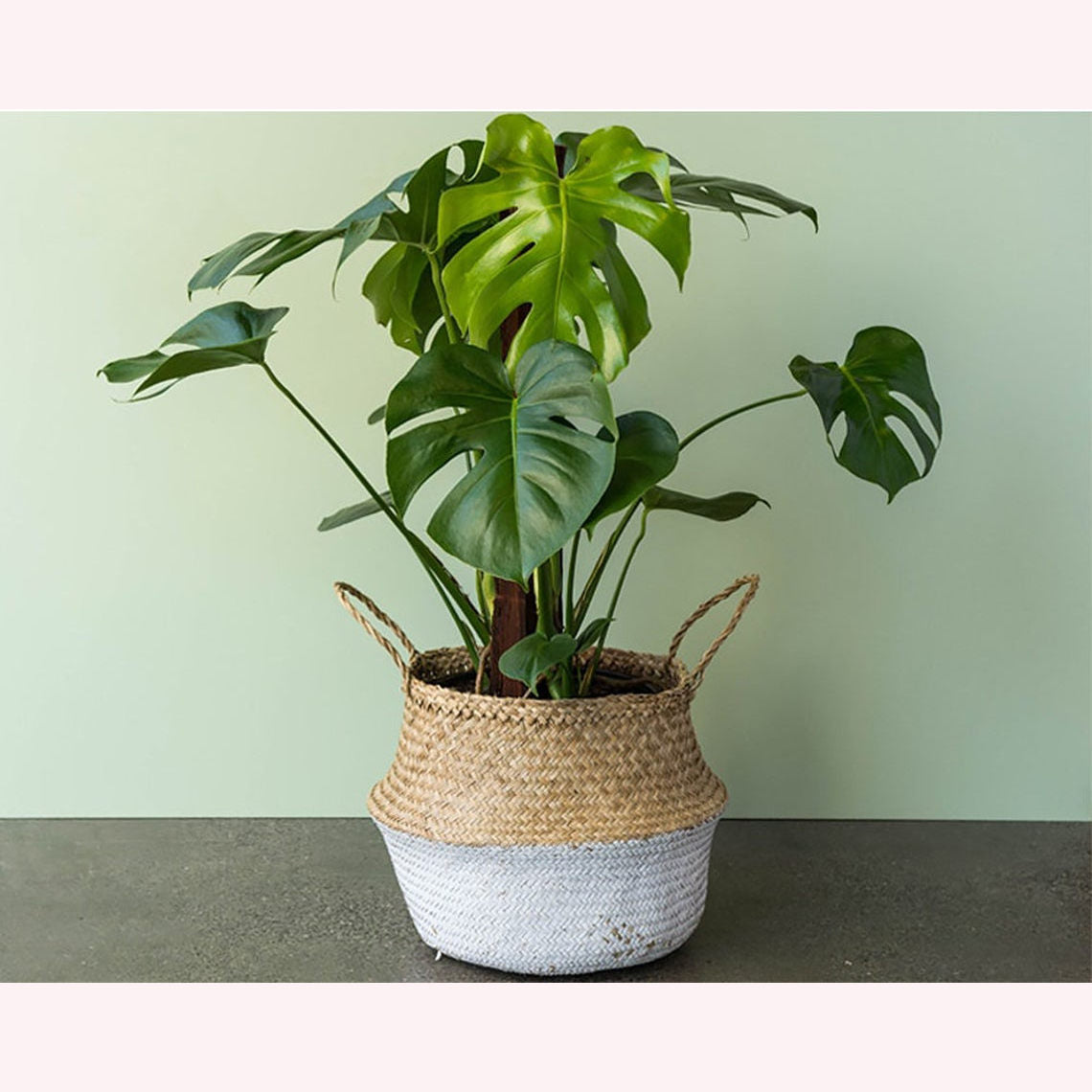 Monstera Deliciosa in a 6" planter.