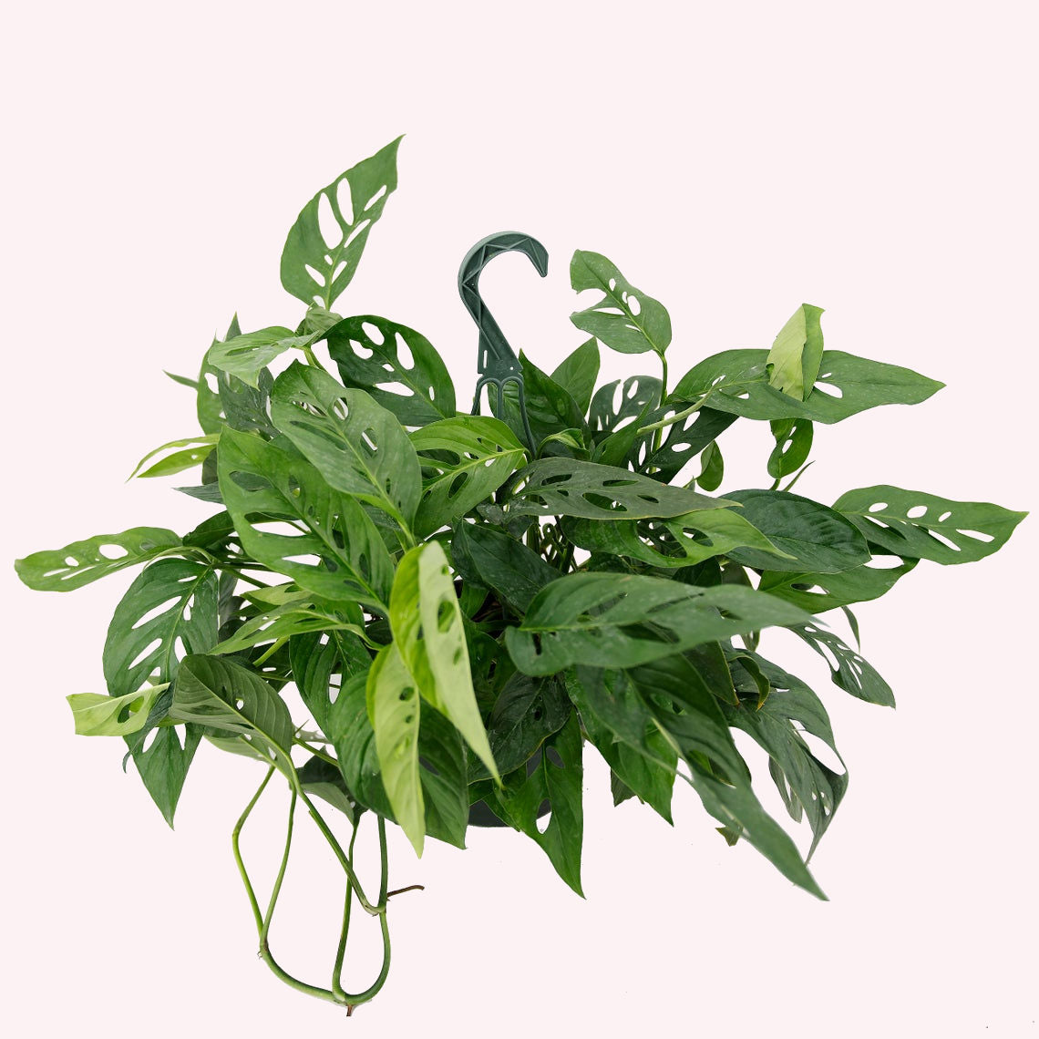 Monstera Adansonii Narrow Leaf in an 8" hanging basket.