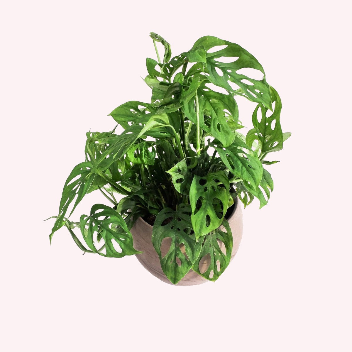 Monstera Adansonii Swiss Cheese in a 6" pot.