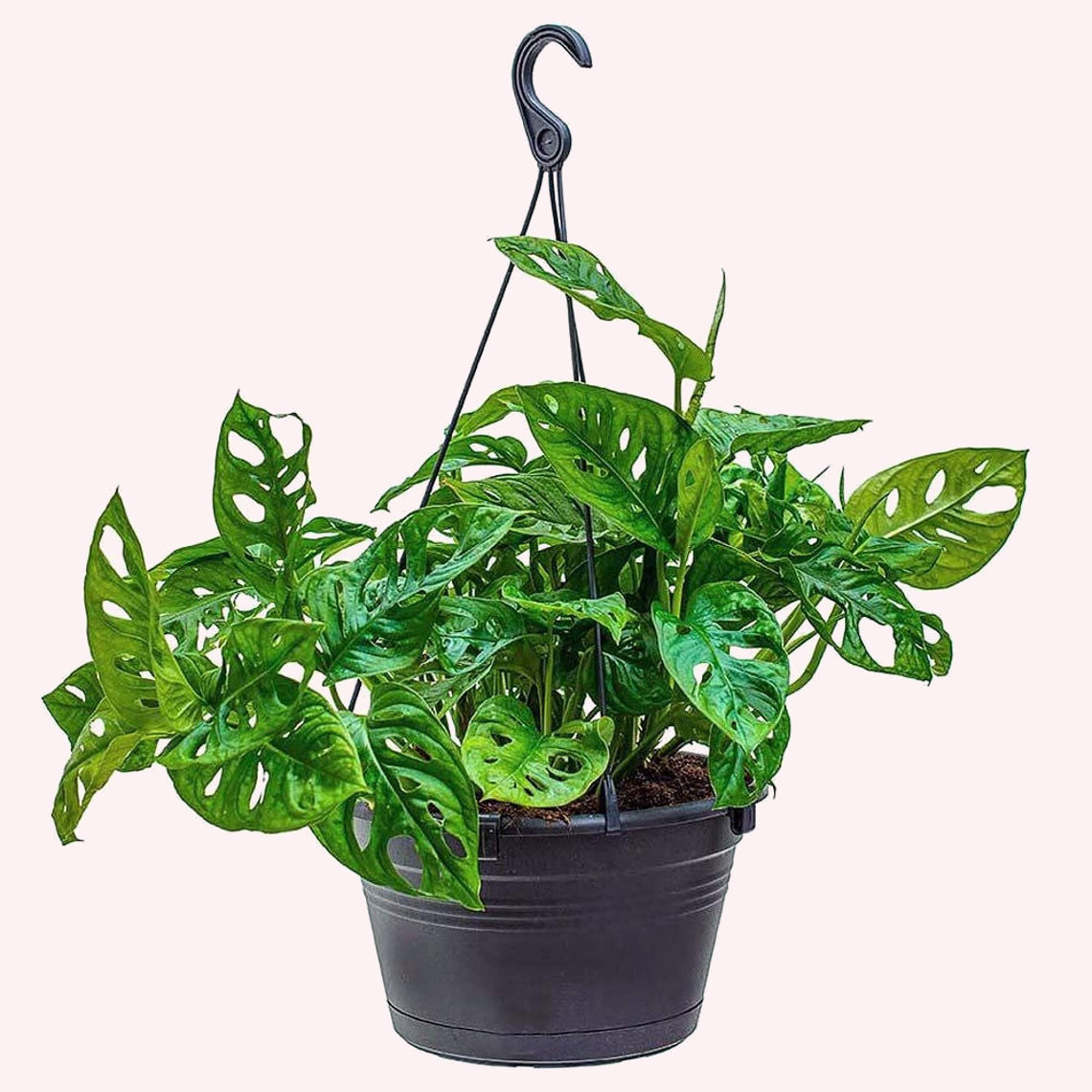 Monstera Adansonii Wide Leaf in an 8" hanging basket.