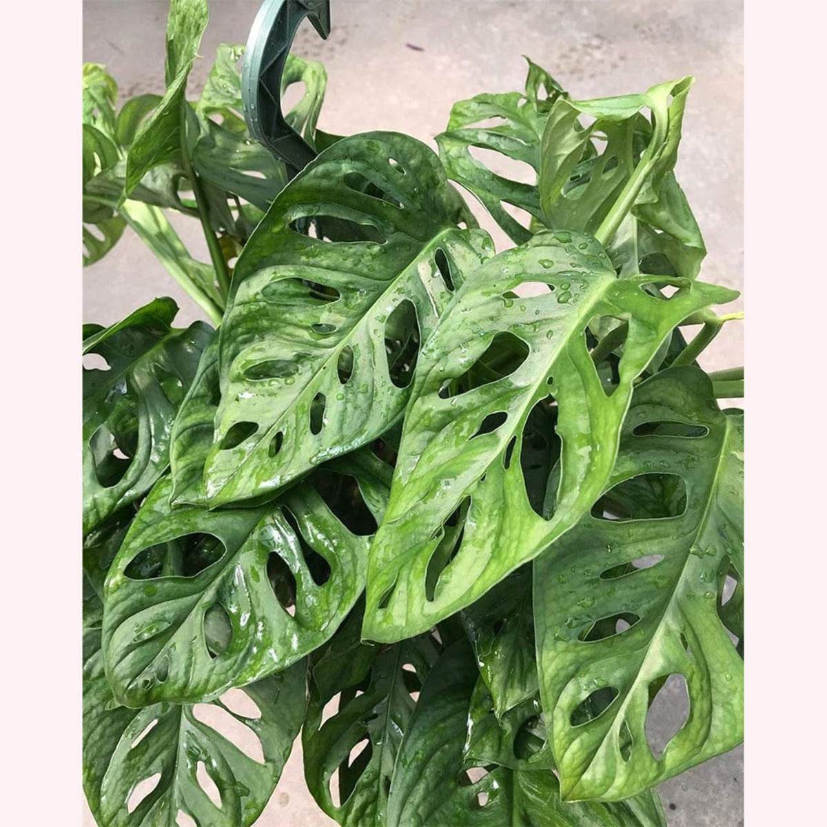 Monstera Adansonii Wide Leaf in an 8" hanging basket.