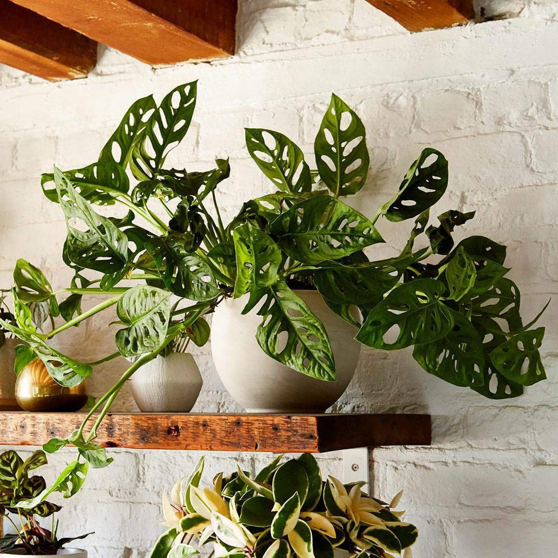 Monstera Adansonii Wide Leaf.