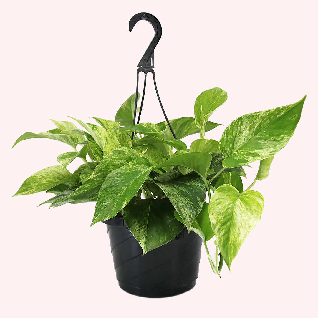 Marble Queen Pothos HB, 8" Pot