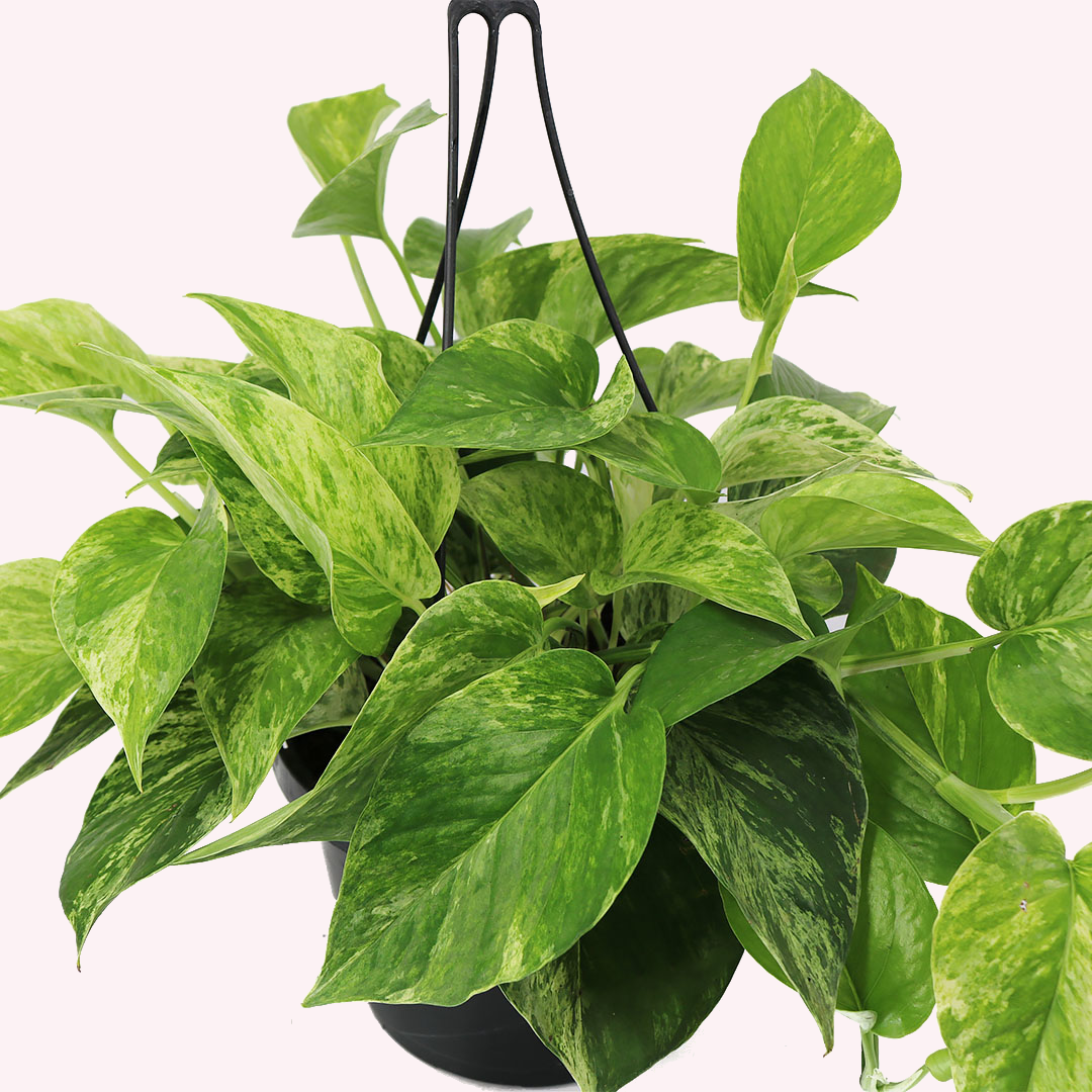 Marble Queen Pothos HB, 8" Pot