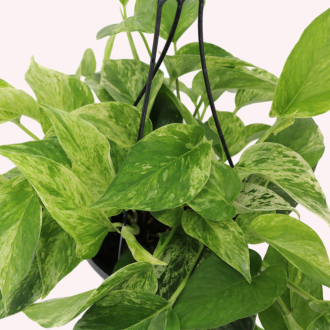 Marble Queen Pothos HB, 8" Pot