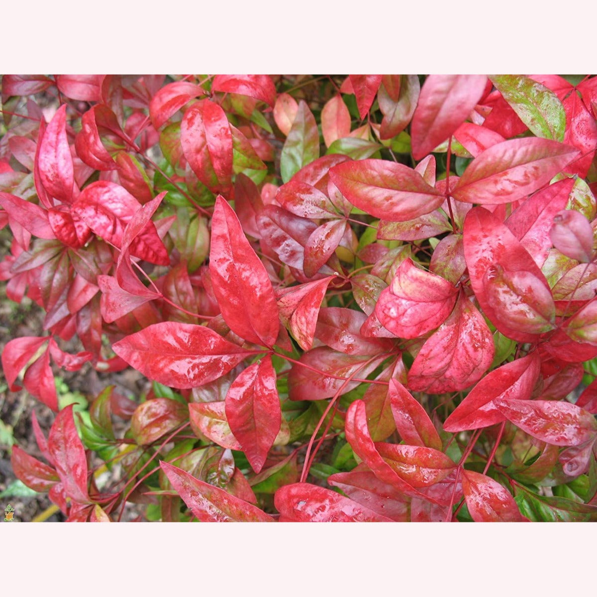 Nandina Fire Power leaves.