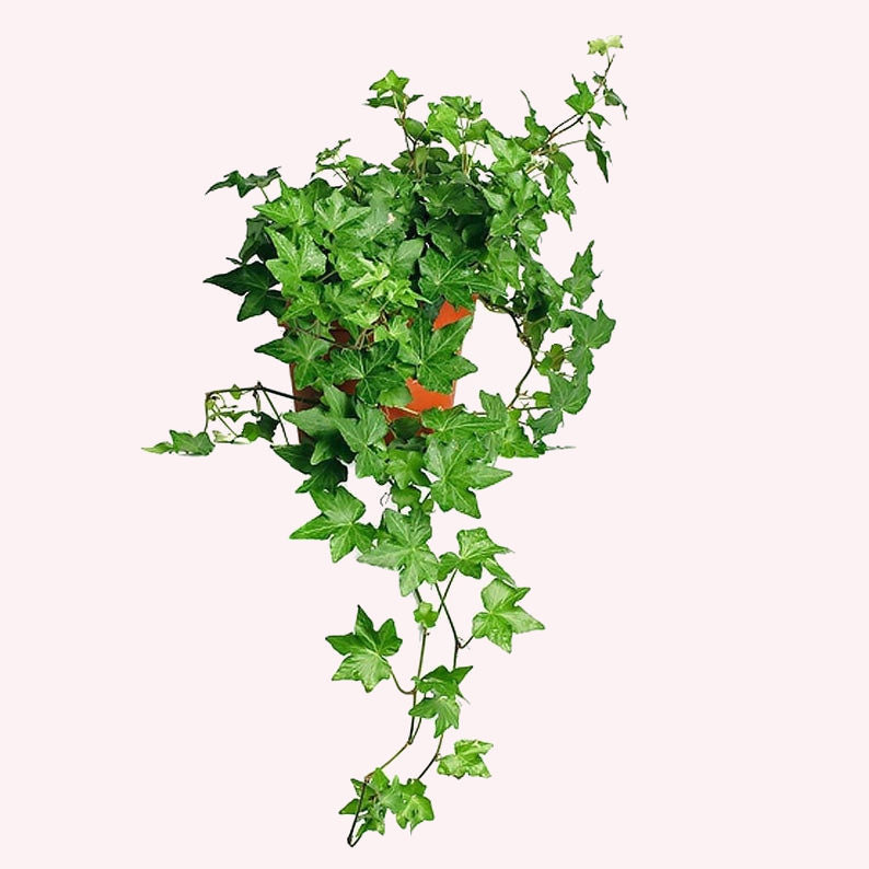 ivy plant pot Buy a Green Ivy Needle Point Plant