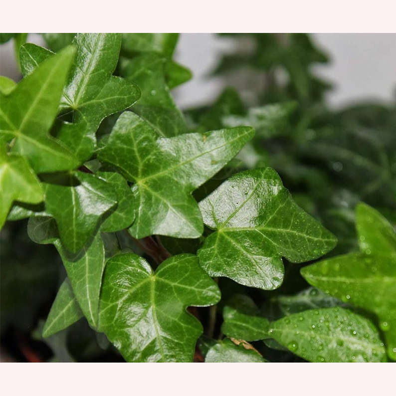 English Ivy Small Leaf leaves.