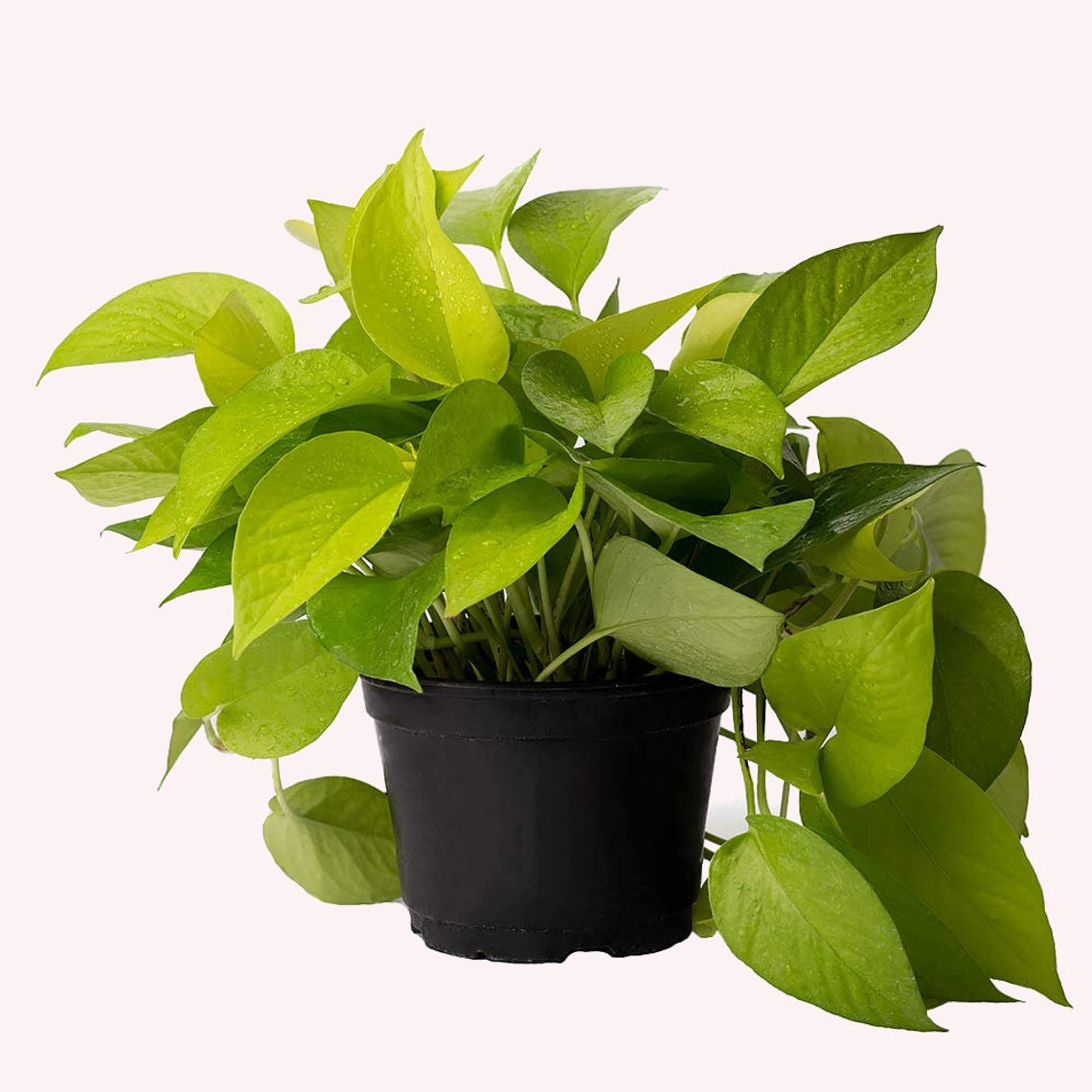 Neon Pothos in a 6" pot.