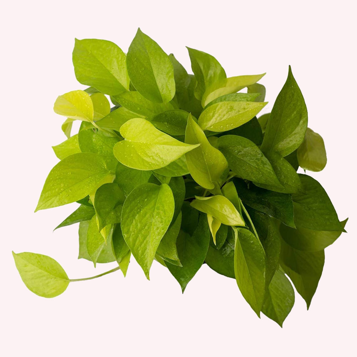 Neon Pothos leaves.