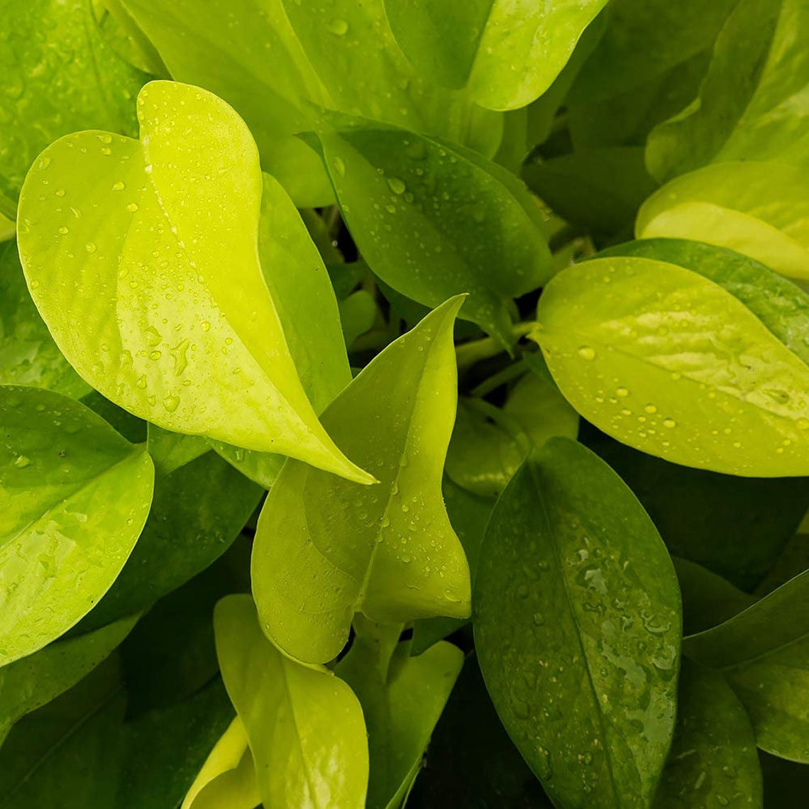 Neon Pothos leaves.