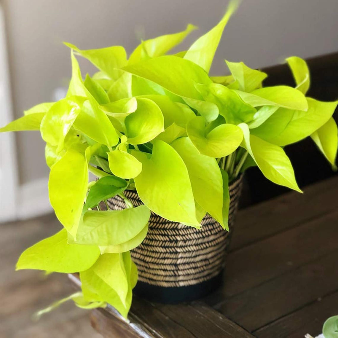 Neon Pothos in a 6" planter.