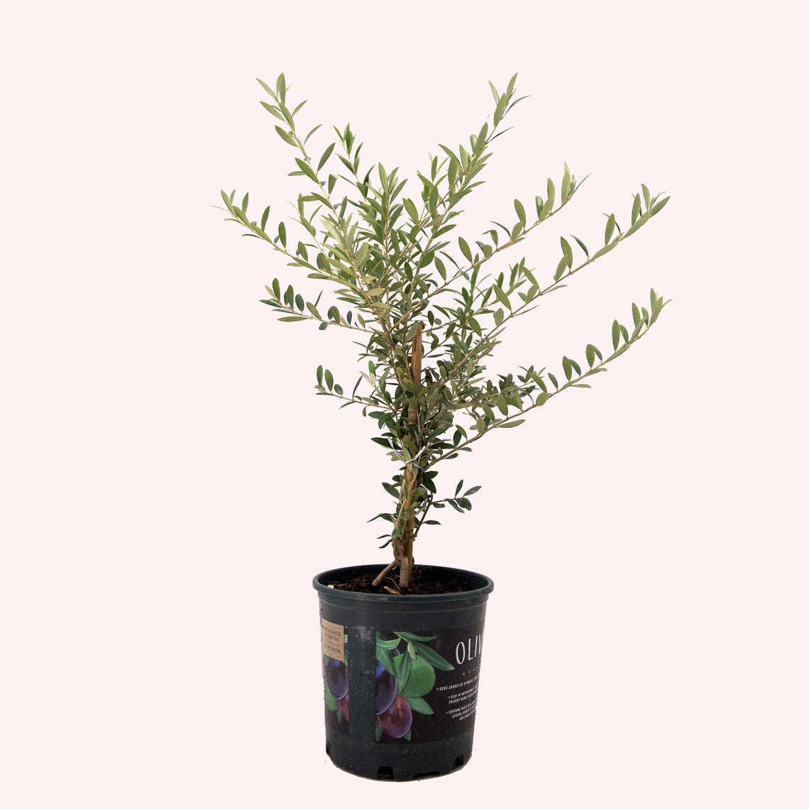 olive tree live plant