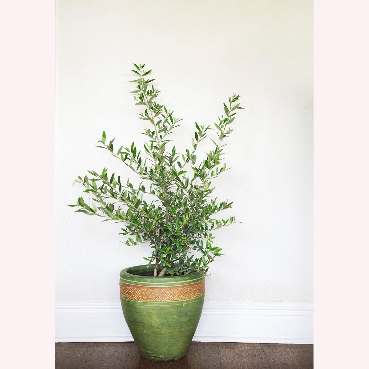 Arbequina Olive Tree in a green planter.