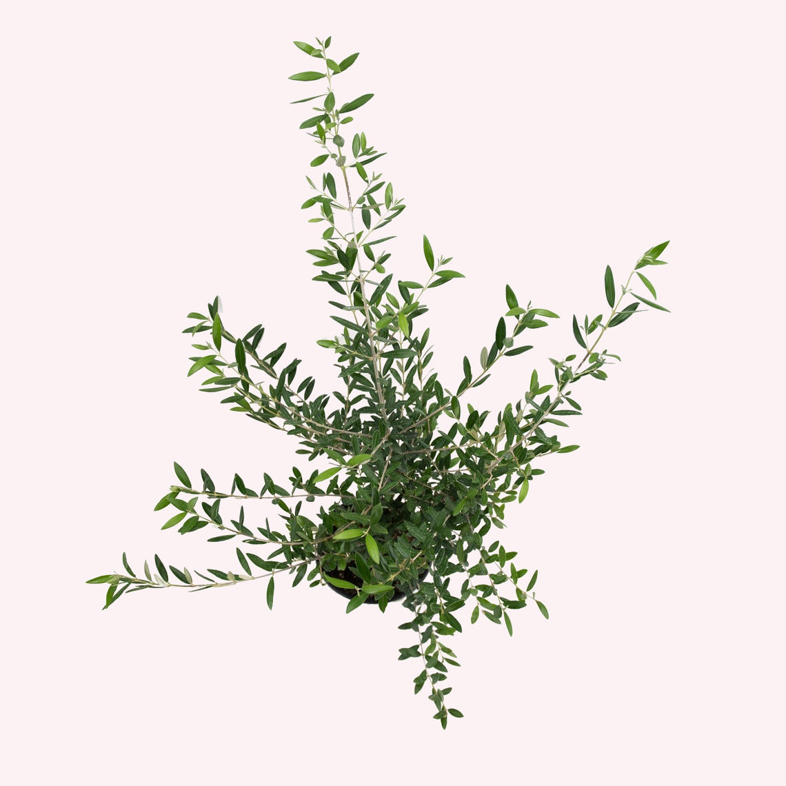 Arbequina Olive Tree in a 6" pot.