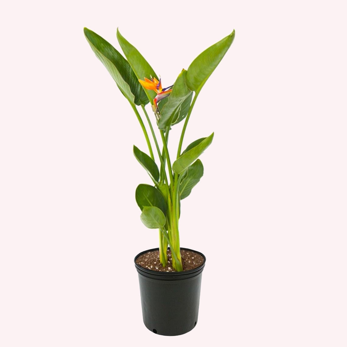 Orange Bird of Paradise.