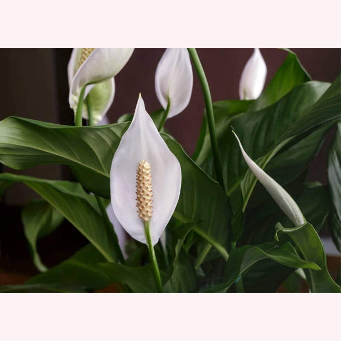 Spathiphyllum Debbie Peace Lily blooms.