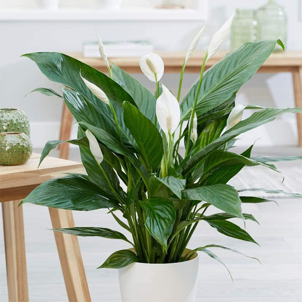 Spathiphyllum Flower Bunch Peace Lily, 10" Pot