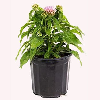 Honey Cluster Penta in a 6" pot.