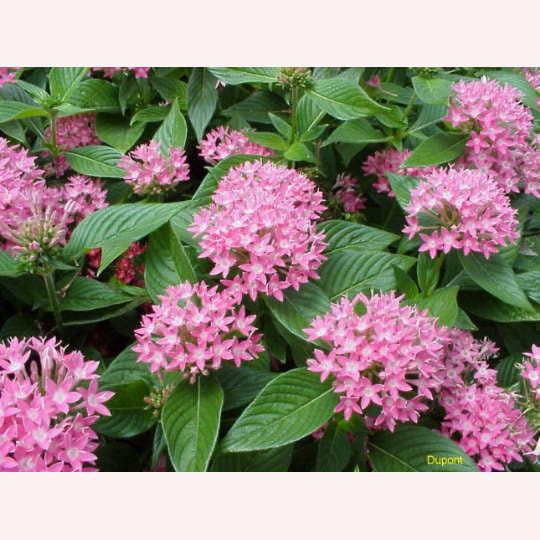 Honey Cluster Penta blooms.