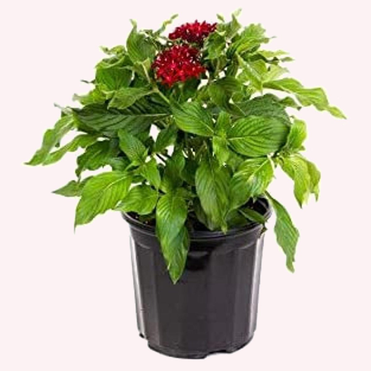 Red Lace Penta in a 6" pot.
