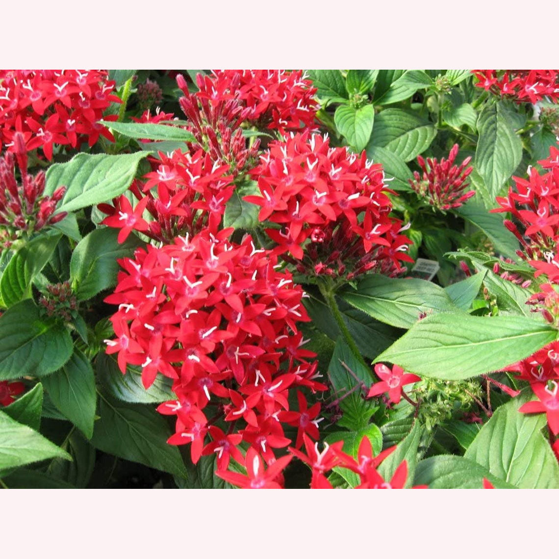Red Lace Penta blooms.