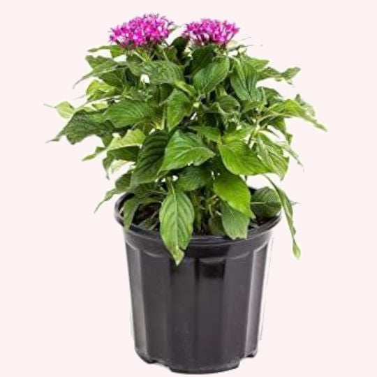 penta plants in pots Violet Penta, 6" Pot, Purple Blooms