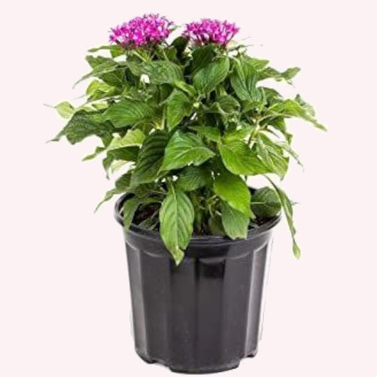 Violet Penta, 6" Pot, Purple Blooms