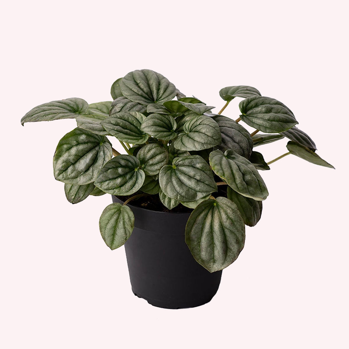 Peperomia Frost 4" Pot