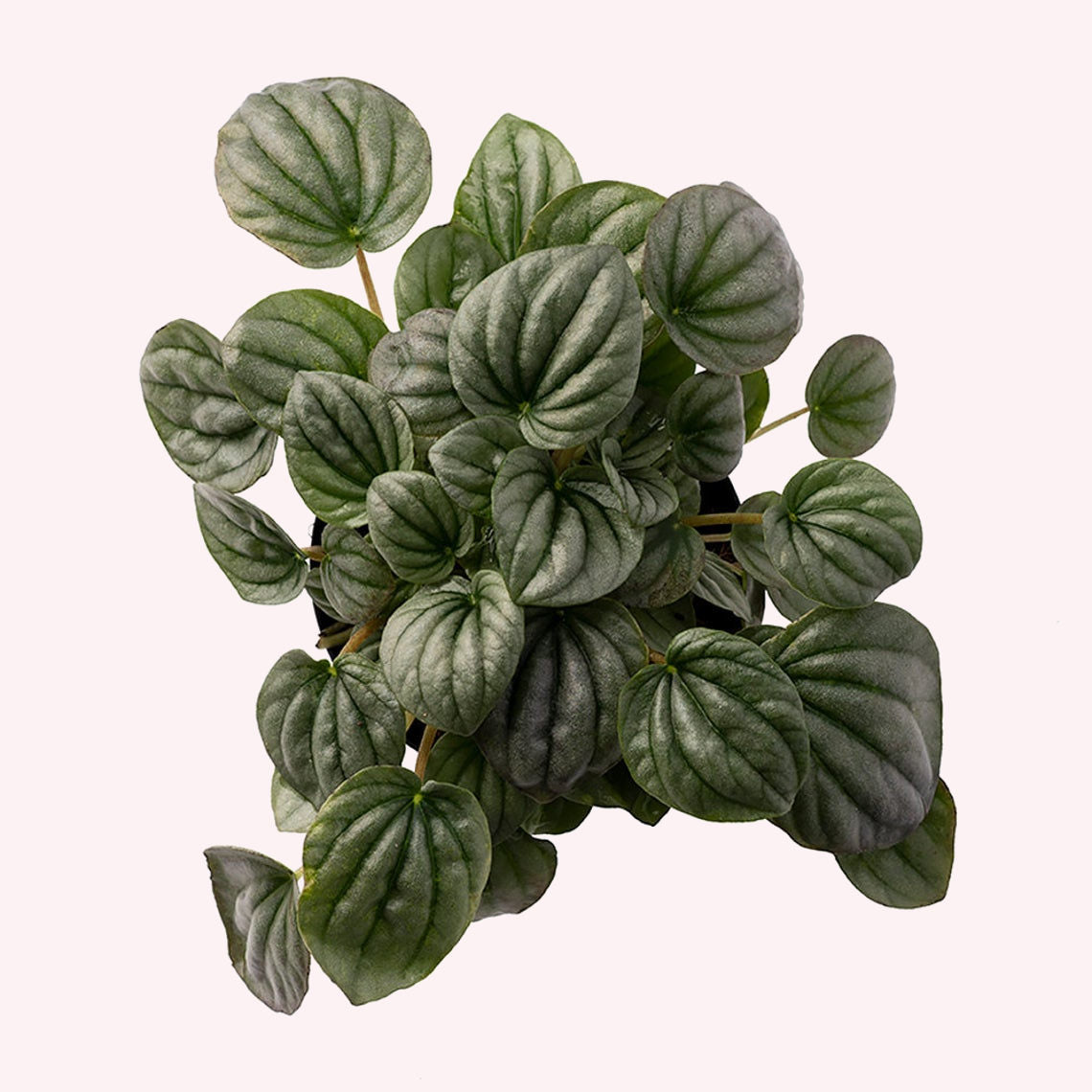 Peperomia Frost 4" Pot