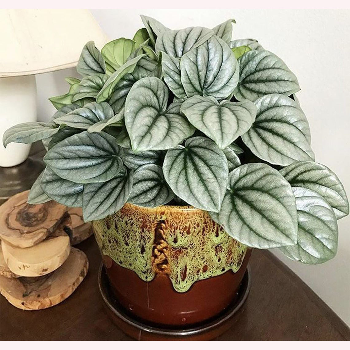 Peperomia Frost 4" Pot