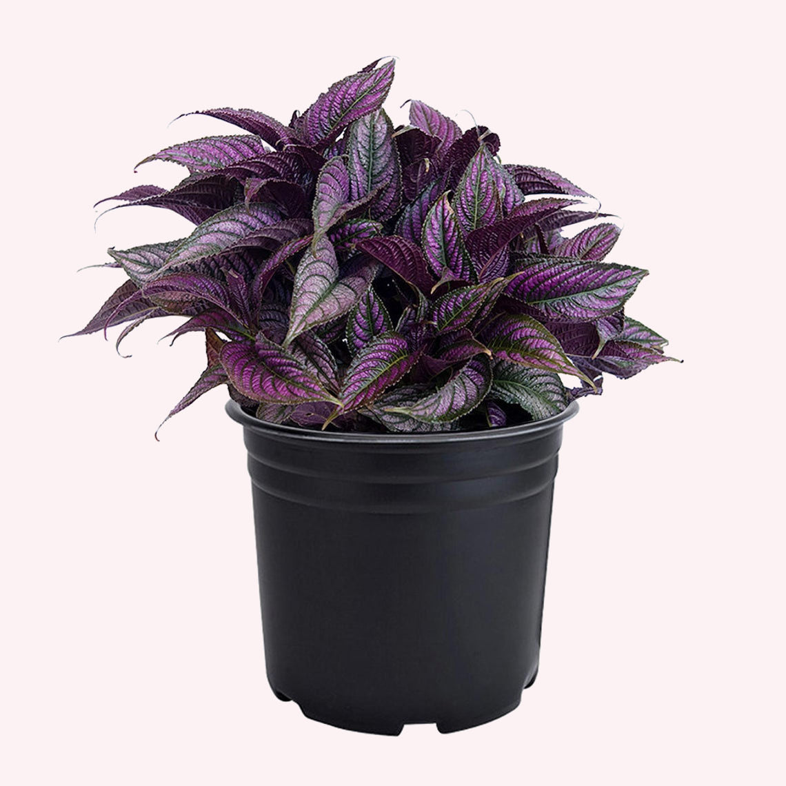Persian Shield 6" Pot