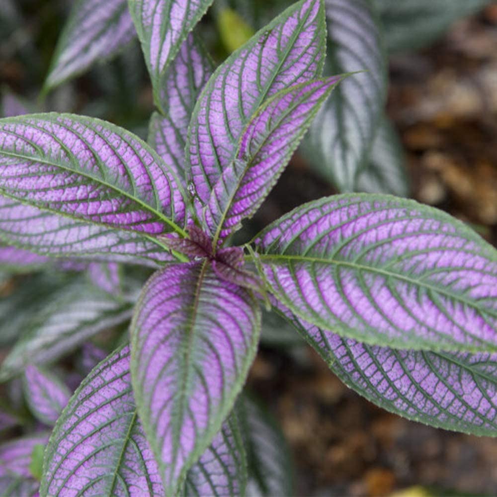Persian Shield 6" Pot