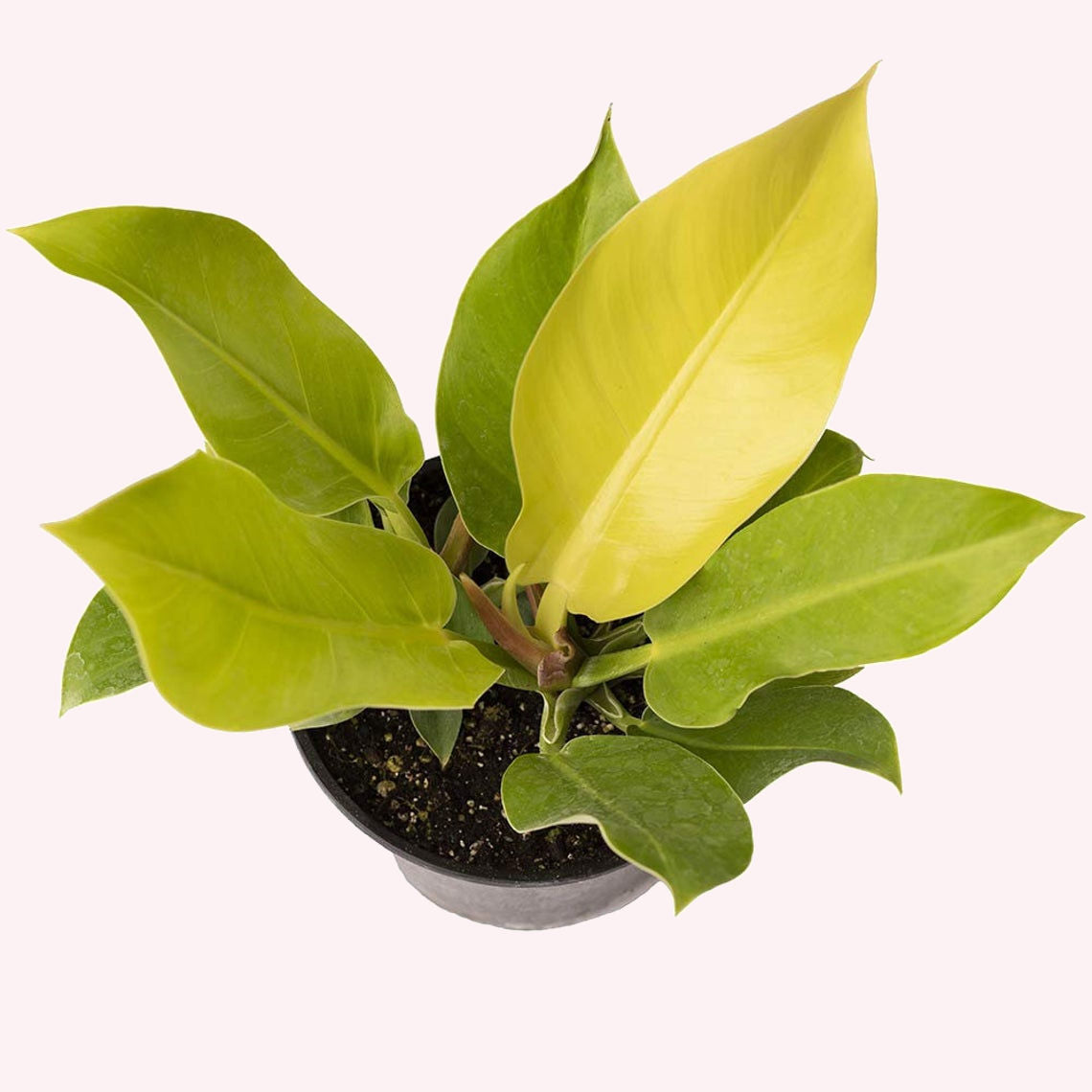 Philodendron Moonlight in a 6" pot.