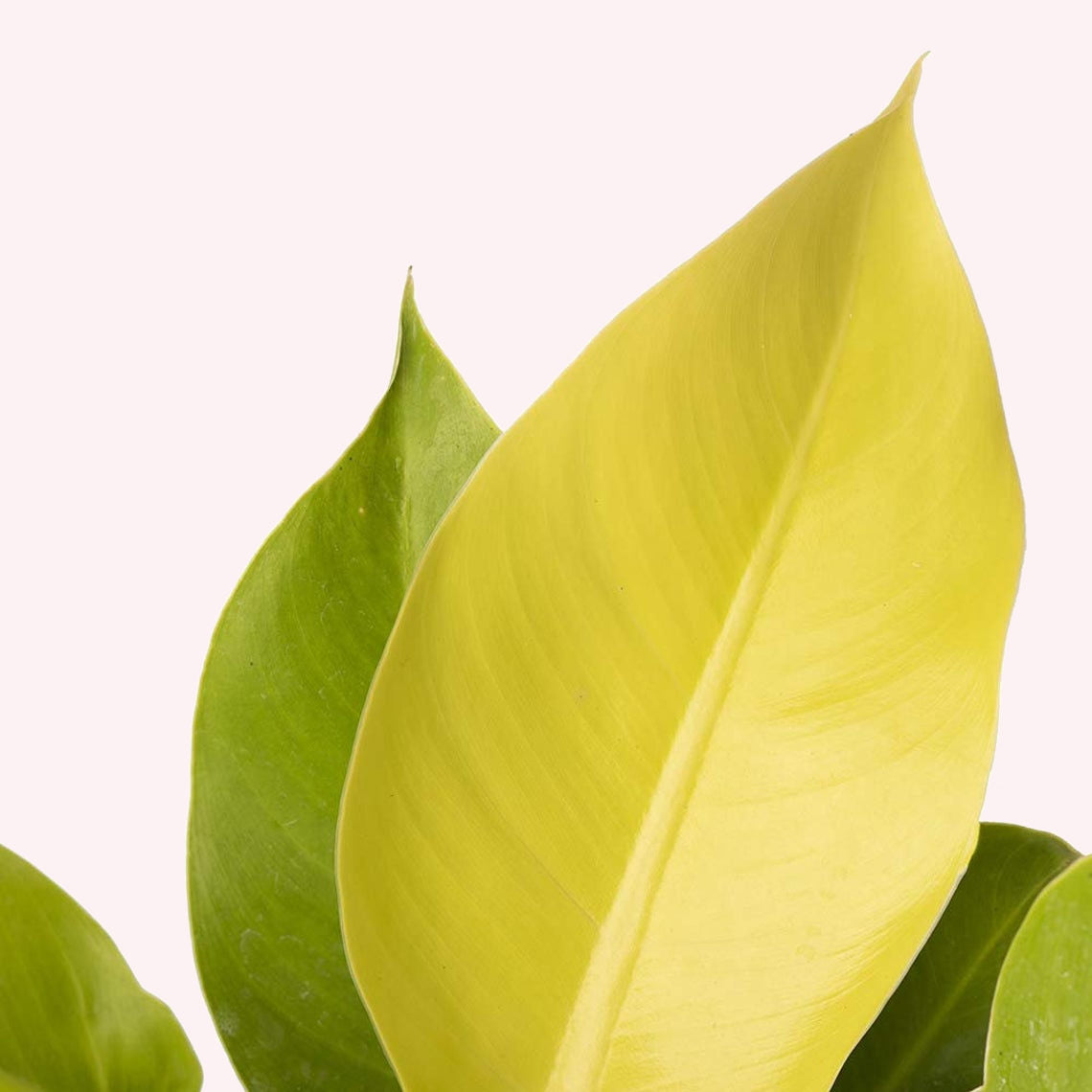 Philodendron Moonlight leaves.