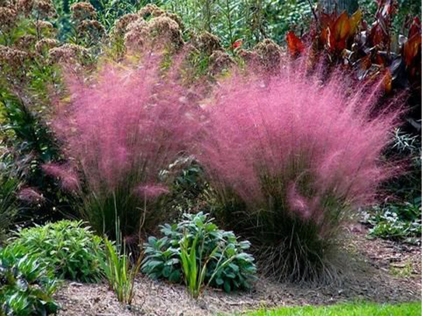 Pink Muhly Grass.