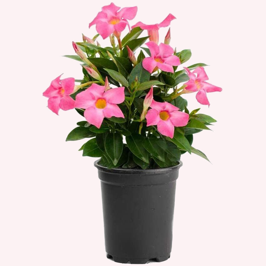 Pink Dipladenia Mandevilla in a 6" pot.