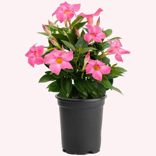 Pink Dipladenia Mandevilla in a 6" pot.