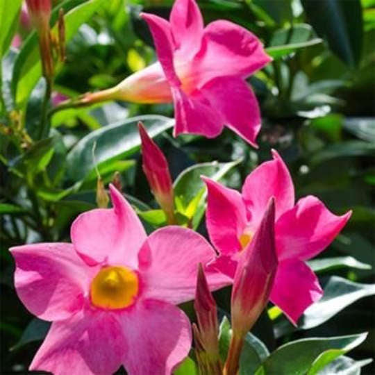 Pink Dipladenia Mandevilla flowers.