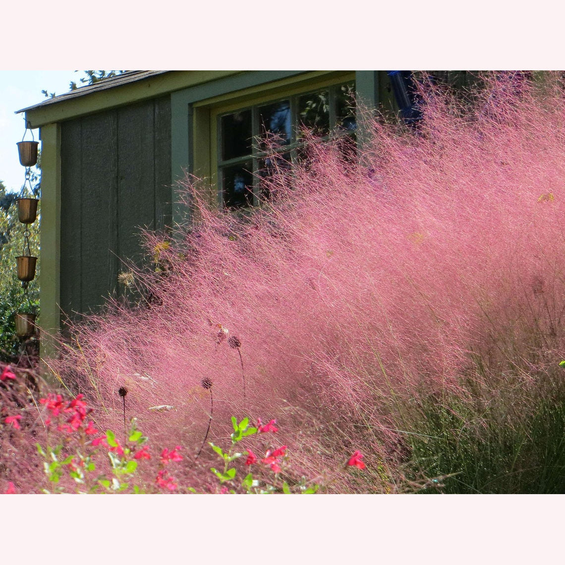 Pink Muhly Grass.