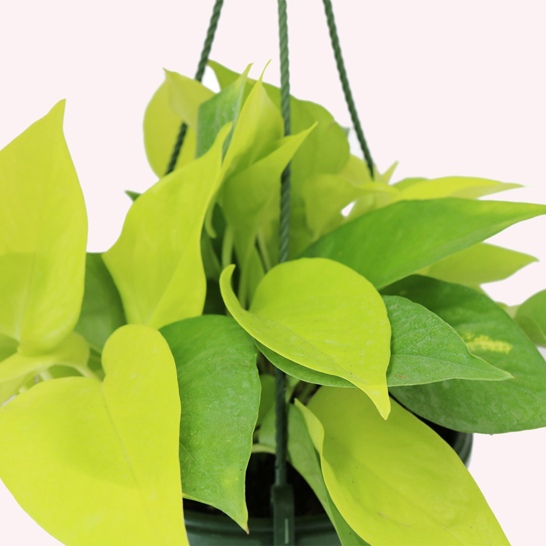Neon Pothos HB, 8" Pot